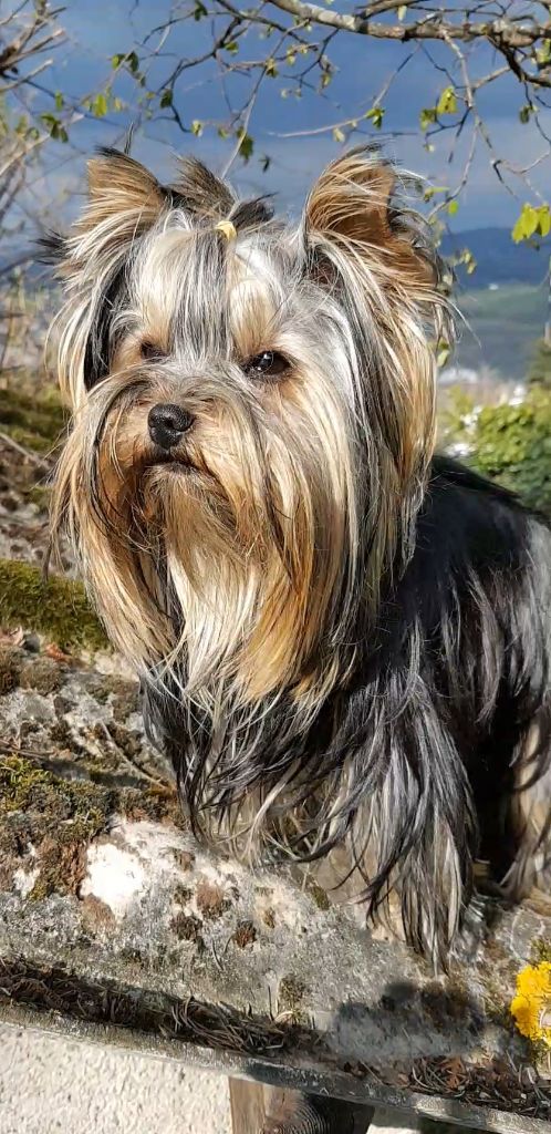 Rosalie du clos des Avn