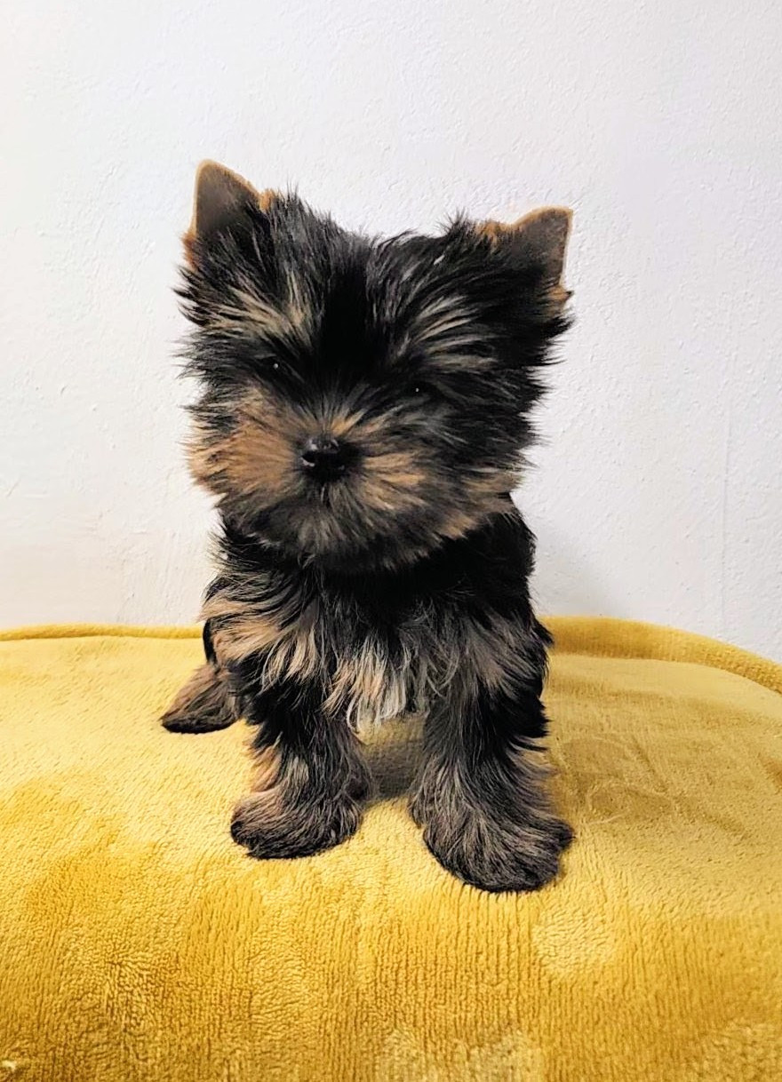 Du Domaine De Mahaud - Chiots disponibles - Yorkshire Terrier