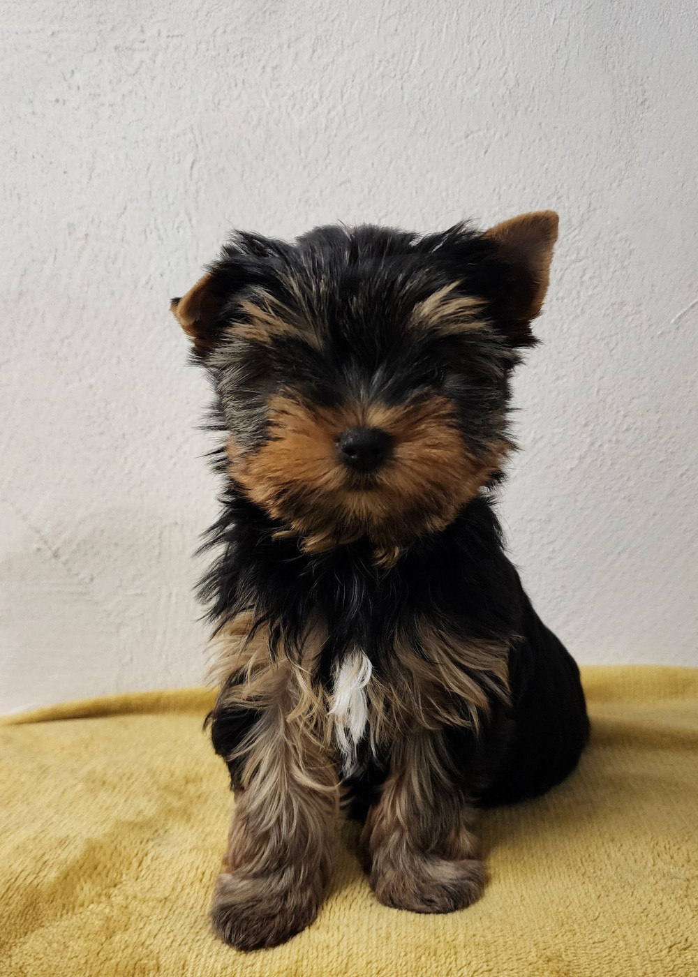 Du Domaine De Mahaud - Chiots disponibles - Yorkshire Terrier