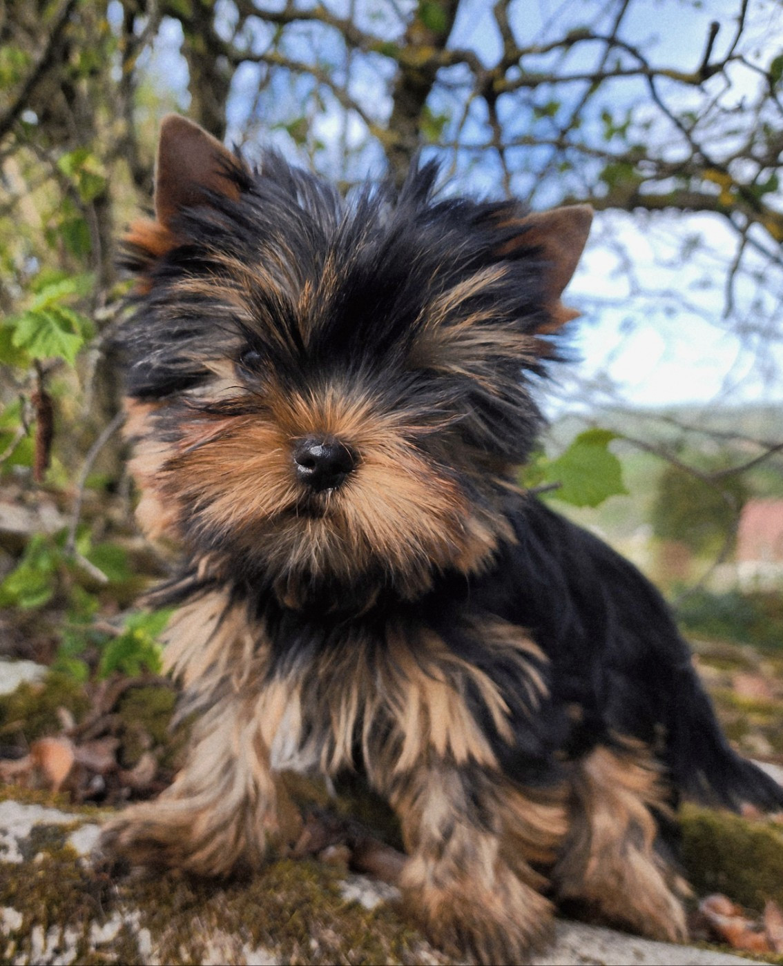 Du Domaine De Mahaud - Chiots disponibles - Yorkshire Terrier