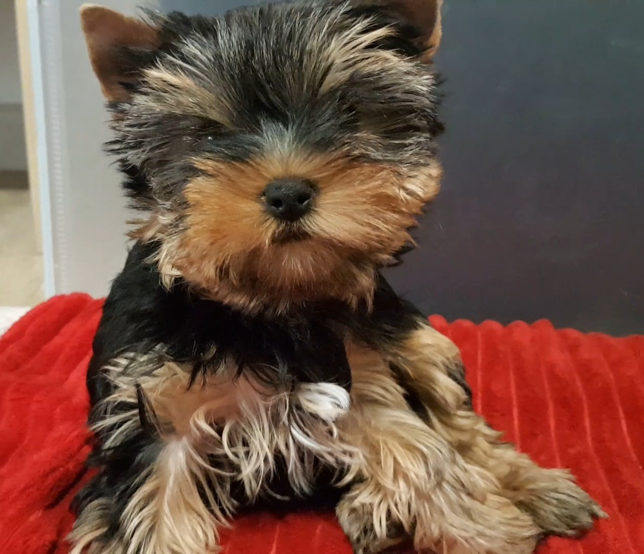 Du Domaine De Mahaud - Chiots disponibles - Yorkshire Terrier